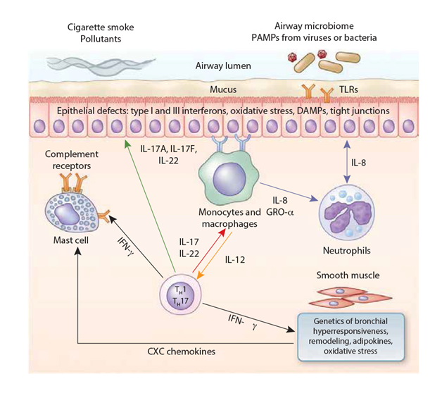 Pathophysiology – Asthma Clinician